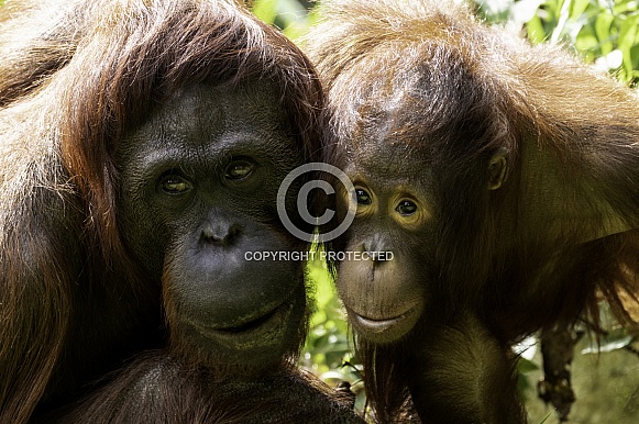 Mother and Daughter Bornean Orangutan Face Shot