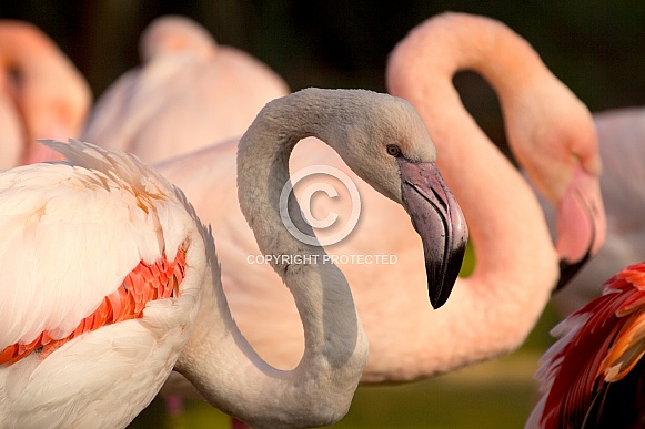 Pink Flamingo