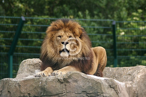 African lion