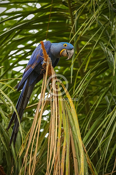 hyacinth macaw close up on a palm tree in the nature habitat