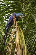 hyacinth macaw close up on a palm tree in the nature habitat