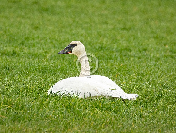 Trumpeter Swans on grass
