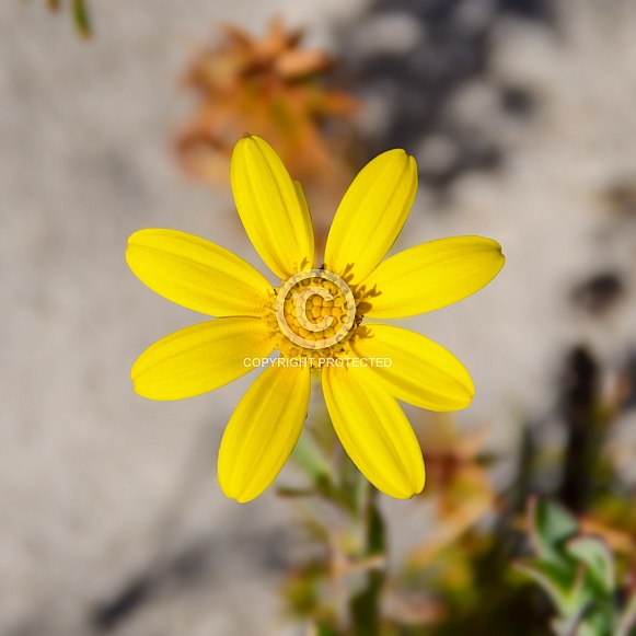 Othonna coronopifolia