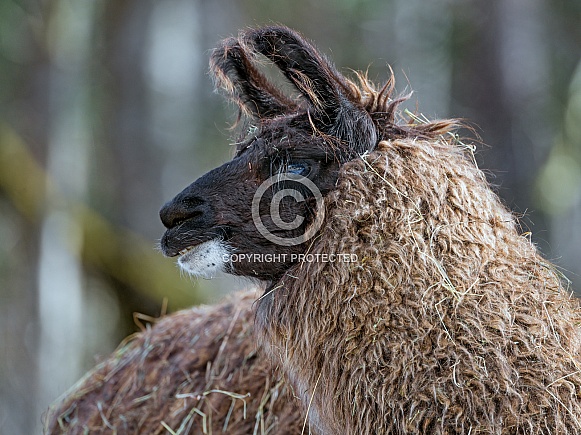 Llama Llama