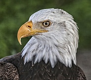 Bald Eagle-Symbolic Eagle