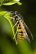 European Wasp.