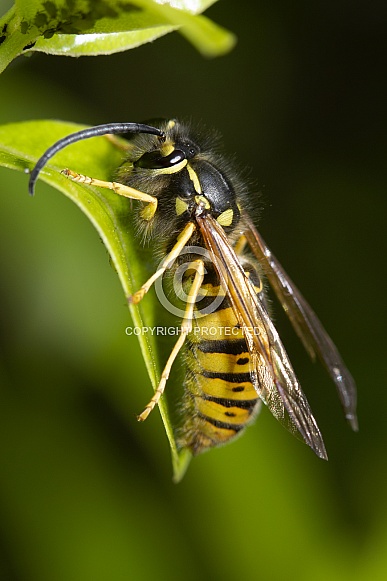 European Wasp. European Wasp.