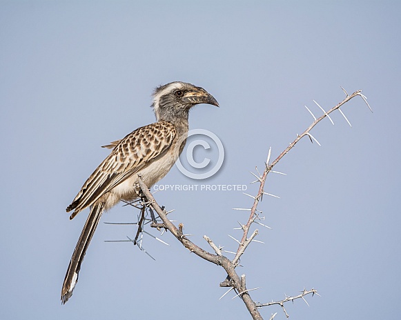 African Grey Hornbill African Grey Hornbill
