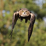 Eurasian Eagle Owl (bubo bubo)
