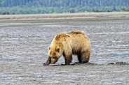 Alaskan Brown Bear Digging Clams