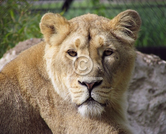 Lioness
