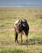 Wildebeests on the plains