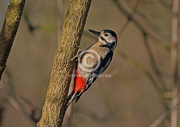 Great spotted Woodpecker Great spotted Woodpecker