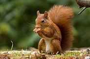 Red Squirrel