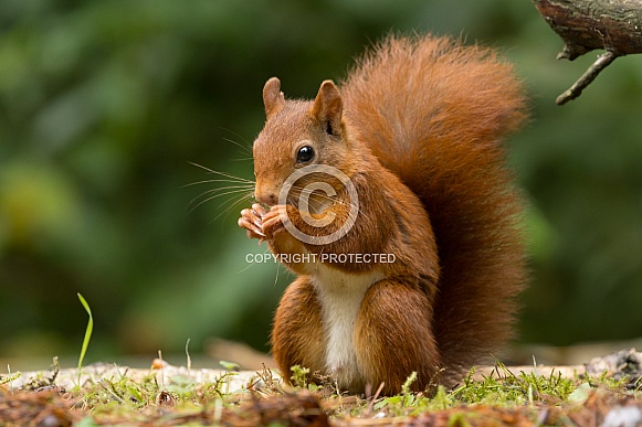 Red Squirrel