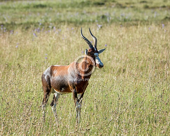 Blesbok Antelope