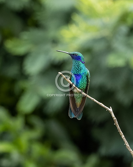 Sparkling Violetear Hummingbird in Ecuador