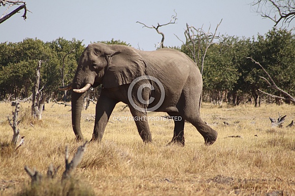 African Bull elephant