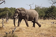 African Bull elephant