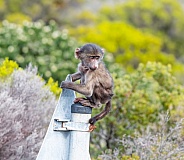 Baby Chacma Baboon