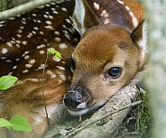 White tailed Deer