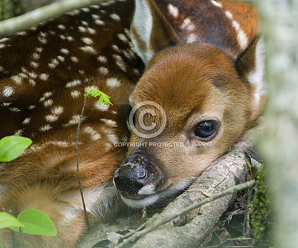 White tailed Deer