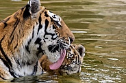 Amur Tiger - Mother and Cub