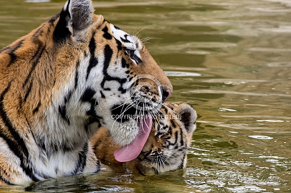 Amur Tiger - Mother and Cub
