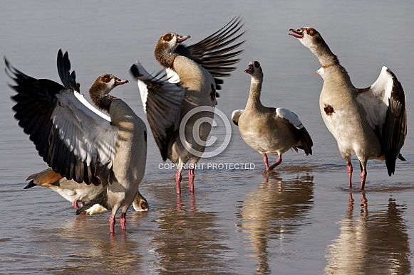 Egyptian Geese - Botswana