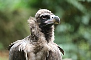 Cinereous vulture (Aegypius monachus)