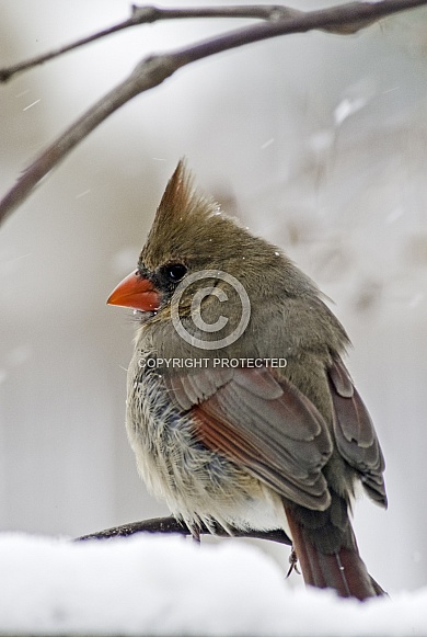 Female Cardinal