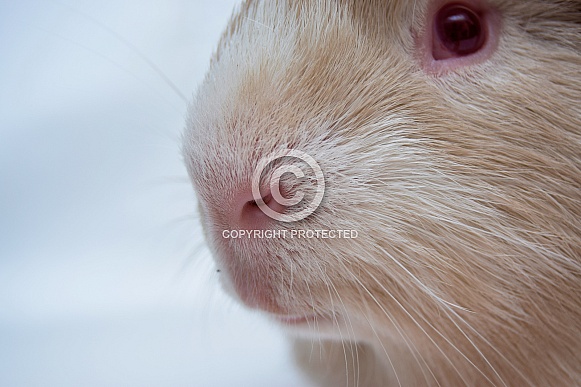 Cuy Guinea Pig (giant)