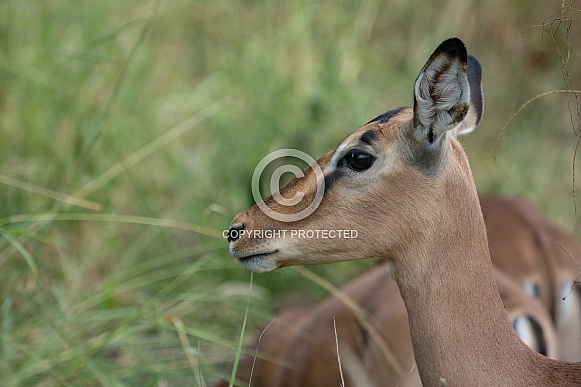 Impala