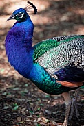 Peacock in detail
