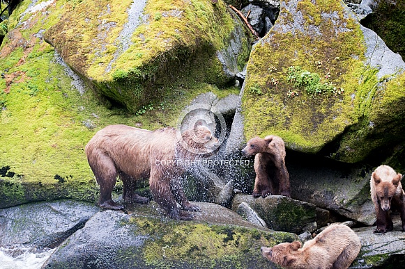 Wild Grizzly bear with triplet cubs