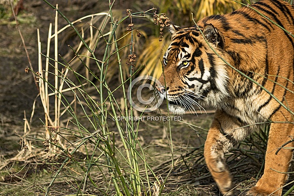 Sumatran Tiger Prowling from the Right