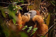 Sumatran orangutan in the jungle.