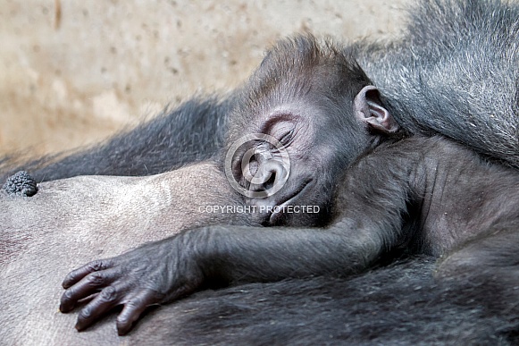 Western lowland gorilla (Gorilla gorilla gorilla) Western lowland gorilla (Gorilla gorilla gorilla)