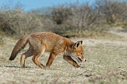 Red Fox cub in nature