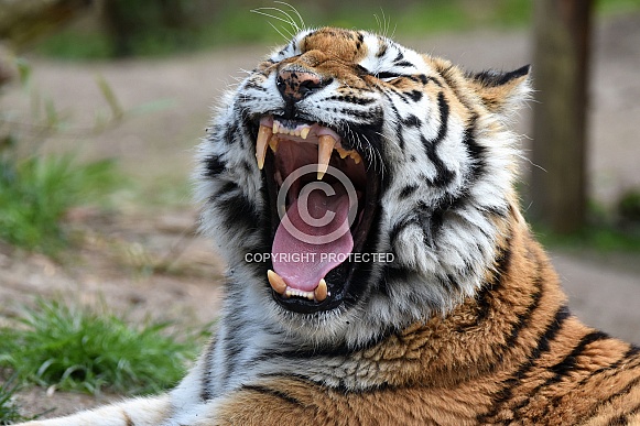 Siberian Tiger