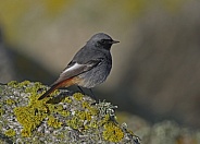 Male Black Redstart