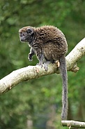 Lac Alaotra bamboo lemur