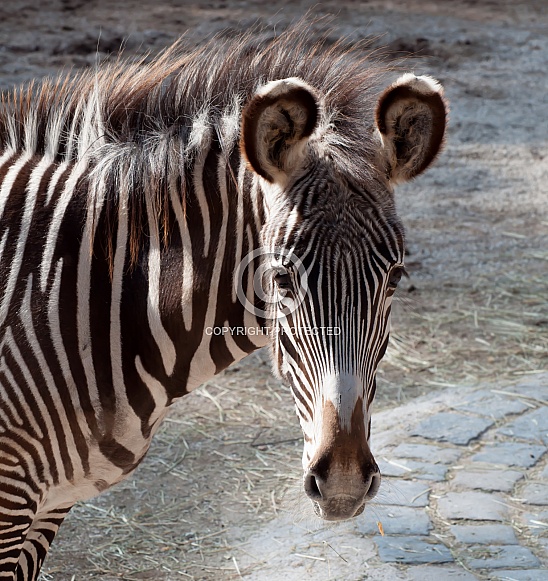 Zebra Zebra