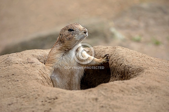 Black-tailed prairie dog (Cynomys ludovicianus)