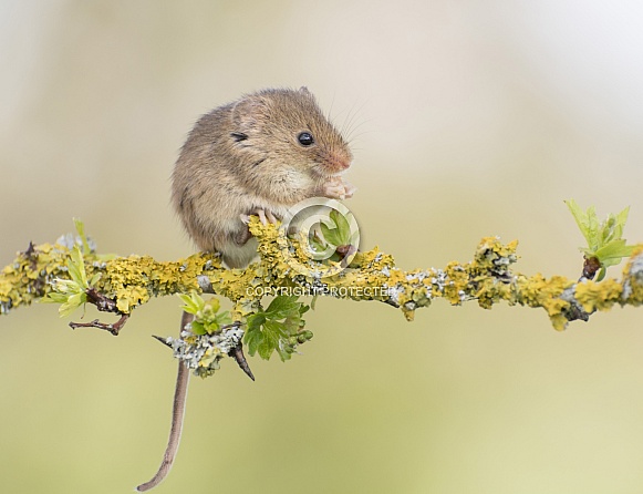 Harvest Mouse