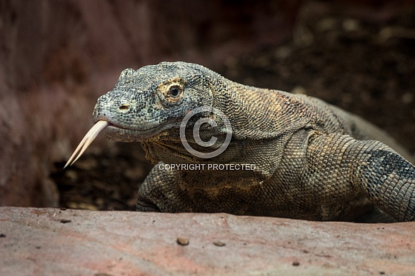 Komodo Dragon Komodo Dragon