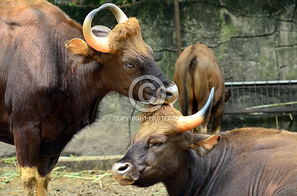 Indian Gaur