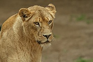 Lioness
