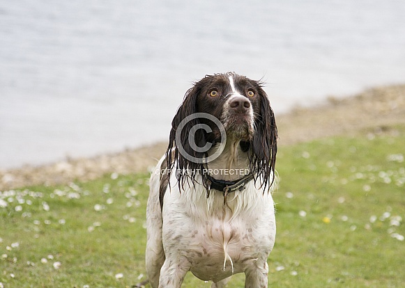Spaniel waiting for the ball