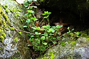 Close up of several small leafy plants growing up between two rocks